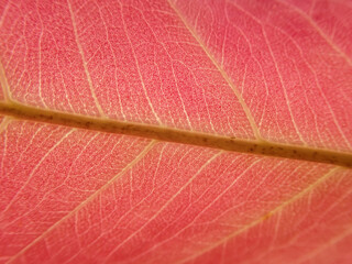 selective focus pink red leaf texture macro background pink leaf pattern for background design or add text