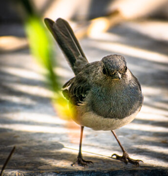 Oriental Magpie Robin flying around in Jim Corbett National Park, India