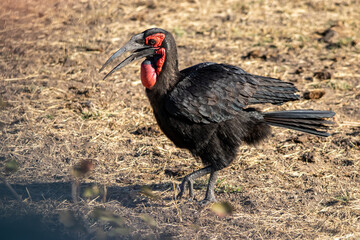 Southern Ground-Hornbill in the wild