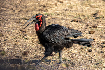 Southern Ground-Hornbill in the wild