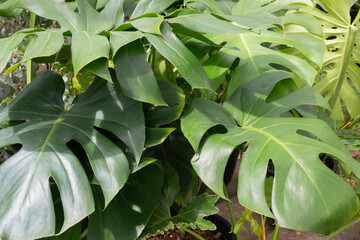 Monstera deliciosa or split-leaf philodendron  in a pot © nalinratphi