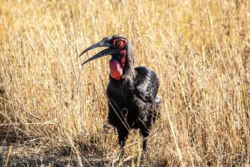 Southern Ground-Hornbill in the wild