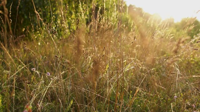 Summer countryside sunny landscape. 4k stock footage of brown wild grass and different plants growing on meadow. Abstract video background
