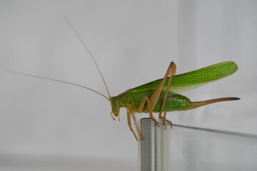 The black-kneed conehead or black-kneed meadow katydid, Conocephalus melaenus,isolated on white background sitting on glass door