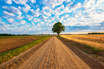 Lone Tree on Straight, rural road with cloud filled sky in early morning.