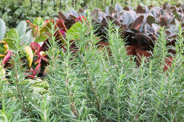 Tropical plant pot sale in green market
