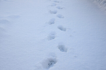 雪原の足跡