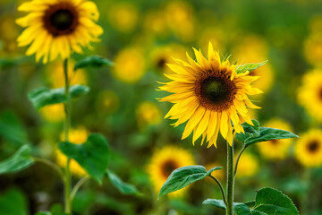 sunflower field in sunshine, bright vibrant flower landscape in summer time