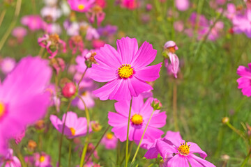 Close up Pink cosmos flowers blooming in a field