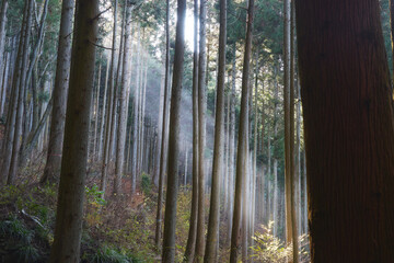 静かな森林に差し込む太陽光線