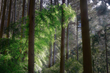 静かな森林に差し込む太陽光線