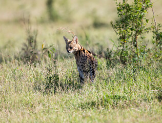 A Serval cat walking in the grass. Taken in Kenya