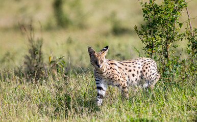 Naklejka na ściany i meble A Serval Cat walking in the grass. Taken in Kenya