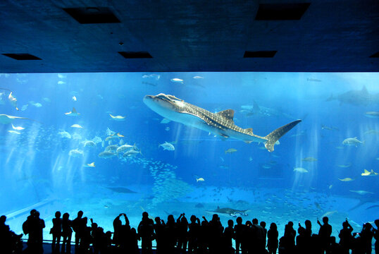 521 Best ジンベイザメ Images Stock Photos Vectors Adobe Stock