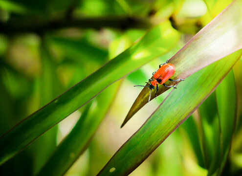 insekt, biedronka, charakter, beatles, gras, bug&oacute;w, makro, feuille, zwierzak, lato, czerwień, jary, roślin, bliska, jardin, drobny, fruwać, klinga, insekt, bliska, biologia, beuty, kwiat, dama stonka