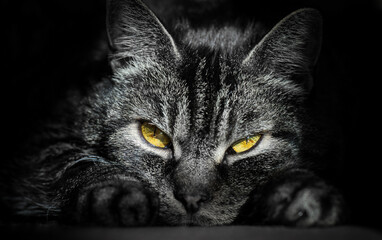 kot drapieżnik tapeta zwierzę kocur kocie oczy łapki futro natura przyroda 