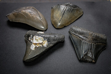 Megalodon Sharks Teeth Collection
