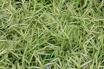 Tropical plant pot sale in green market