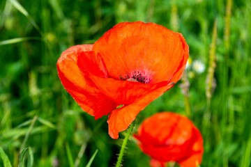 Obraz premium Quelque part dans les campagnes hesbignonnes