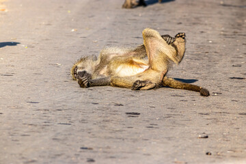 Fototapeta premium cape baboon in the Savannah 