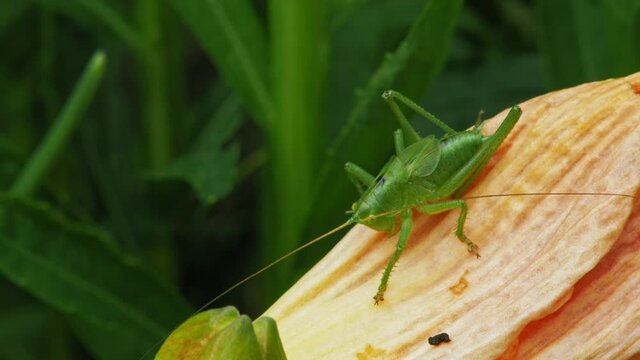 Common Grasshopper Sitting On Yellow Petal In The Garden. close up