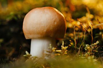 An edible brown mushroom in a sunny forest in summer. Raw mushrooms for vegetarians.
