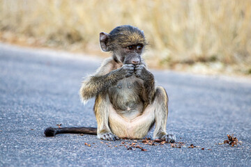 cape baboon in the Savannah 