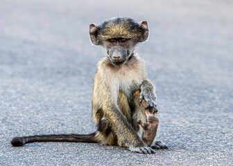 cape baboon in the Savannah 