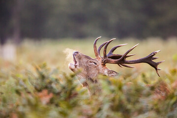 Red Deer stag roaring amongst the bracken in the countryside in the UK