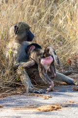 cape baboon in the Savannah 