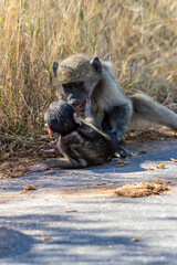 cape baboon in the Savannah 