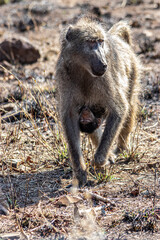 Fototapeta premium cape baboon in the Savannah 