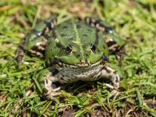 Male Marsh Frog Bellowing in a Pond