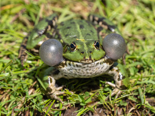 Male Marsh Frog Bellowing in a Pond