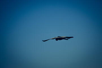 Bird in flight