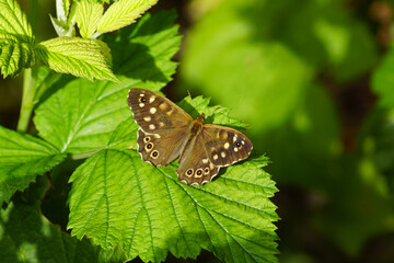 Close up Speckled wood (Pararge aegeria), family Nymphalidae. On the leaves of the raspberry bush in the sun. Dutch garden, summer, August.