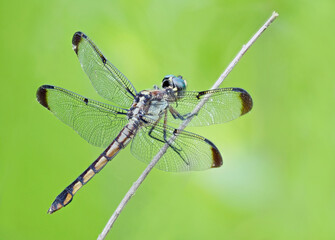 A Focus Stacked Closeup Image of a Dragonfly on a Light Green Background