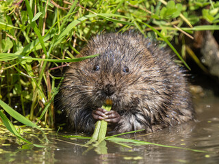 Water Vole Feeding on Grass in Water