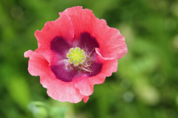 Poppy   (Papaver orientale)