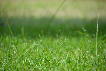 A Landscape of A Meadow at Midday