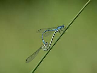 Azure Damselflies Mating on a Reed Stem