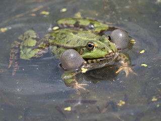 Male Marsh Frog Bellowing in a Pond