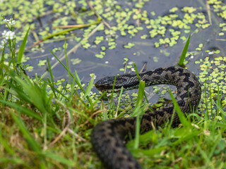 Close up of  an Adder Snake by Water