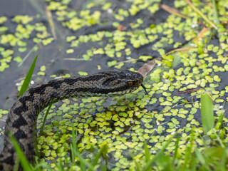 Close up of  an Adder Snake by Water