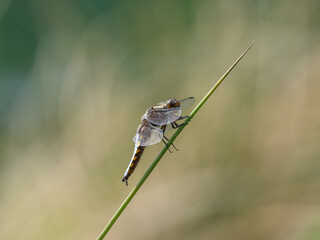 Male Broad-Bodied Chaser Resting on a Reed