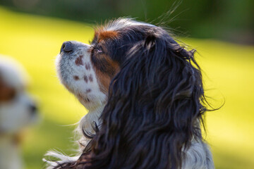 A Cavalier King Charles Spaniel tricolor dog outdoor