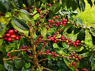Fototapeta premium coffee tree arabica sumatra Sidikalang