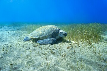 Huge Green sea turtle at the bottom of the sea