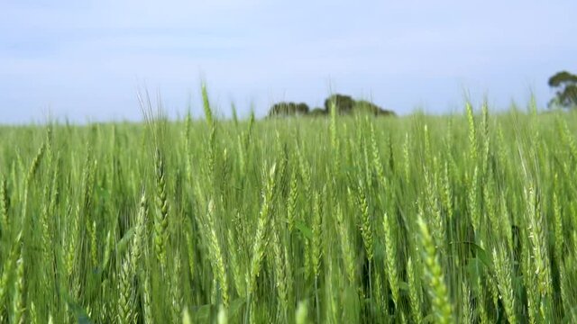field of wheat landscape
