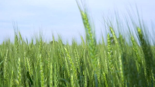 field of wheat landscape
